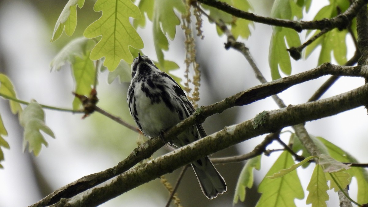 Black-and-white Warbler - ML636792564