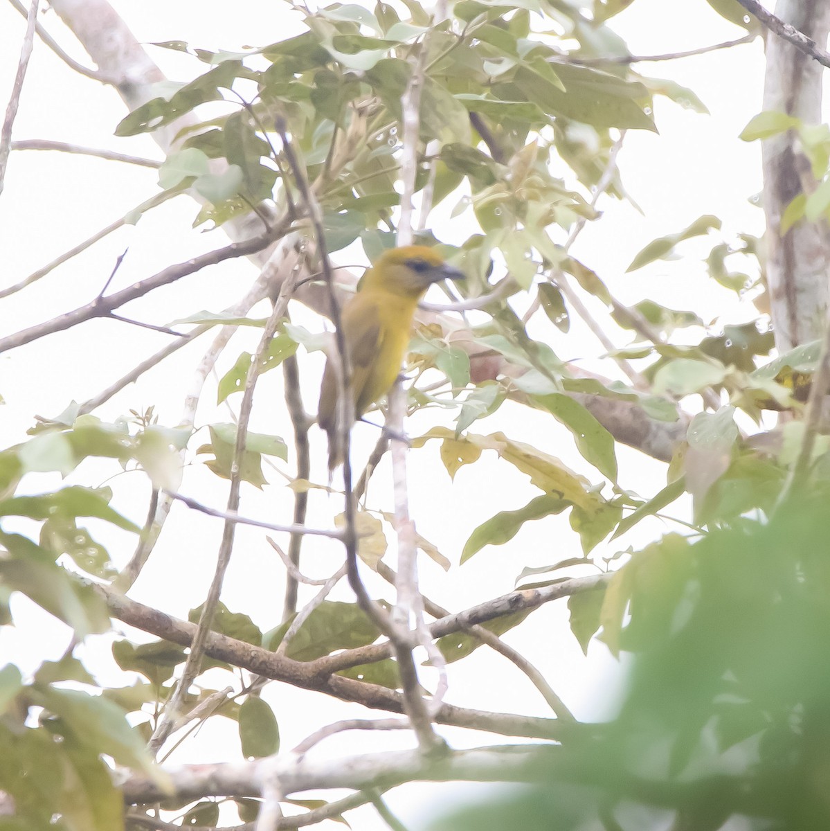 Hepatic Tanager - ML636792607