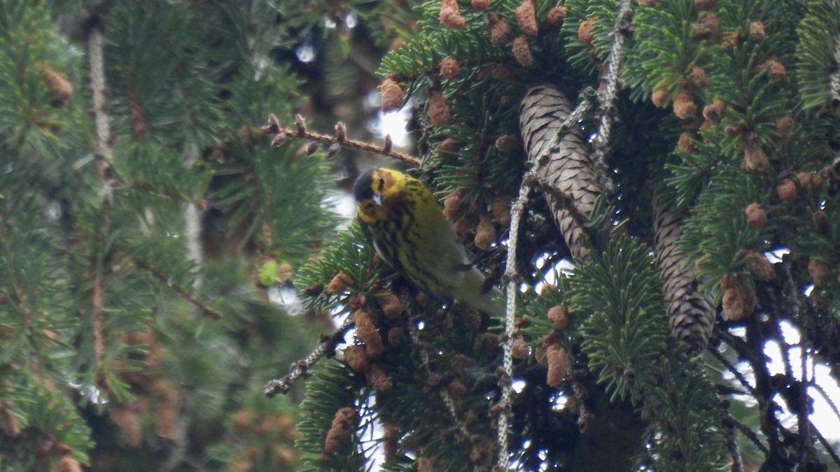 Paruline tigrée - ML636792611