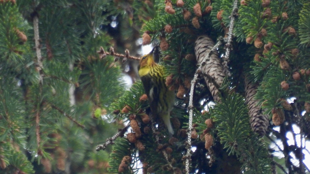 Paruline tigrée - ML636792612