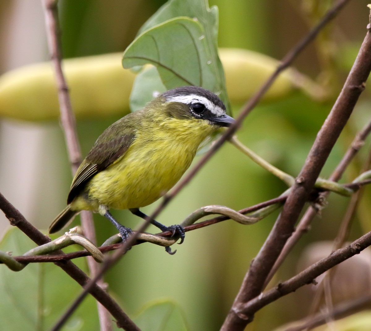 Yellow-bellied Tyrannulet - ML636792635