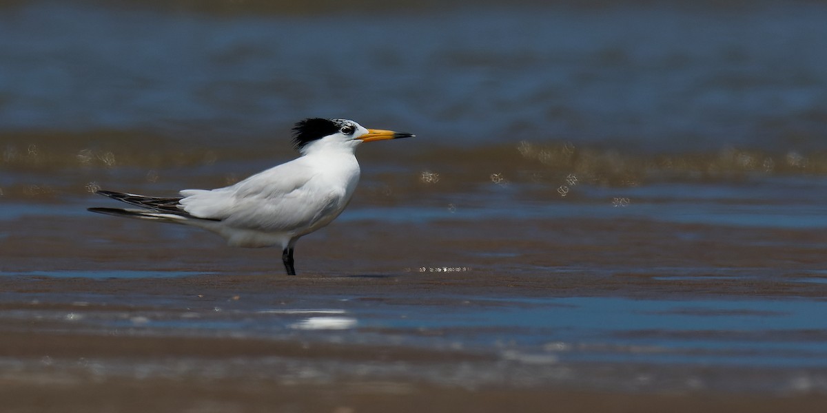 黑嘴端鳳頭燕鷗 - ML636792885