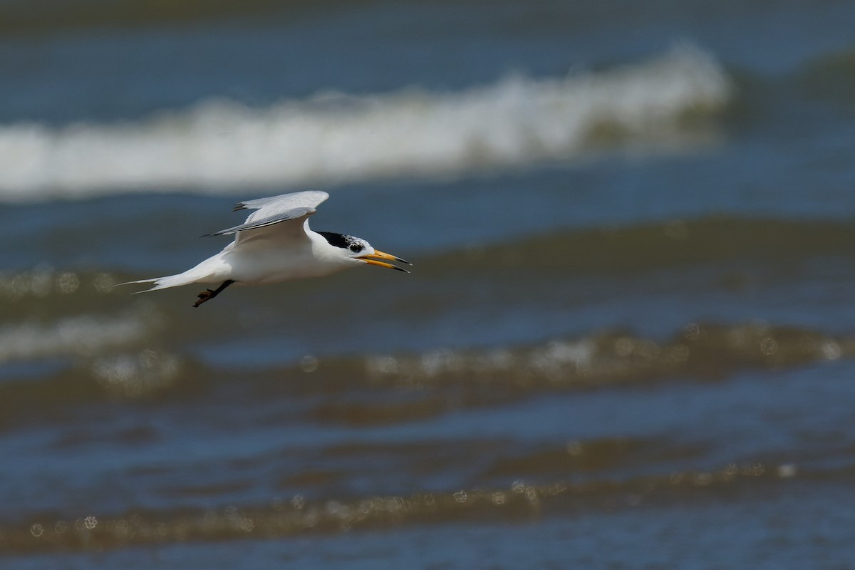 黑嘴端鳳頭燕鷗 - ML636792886