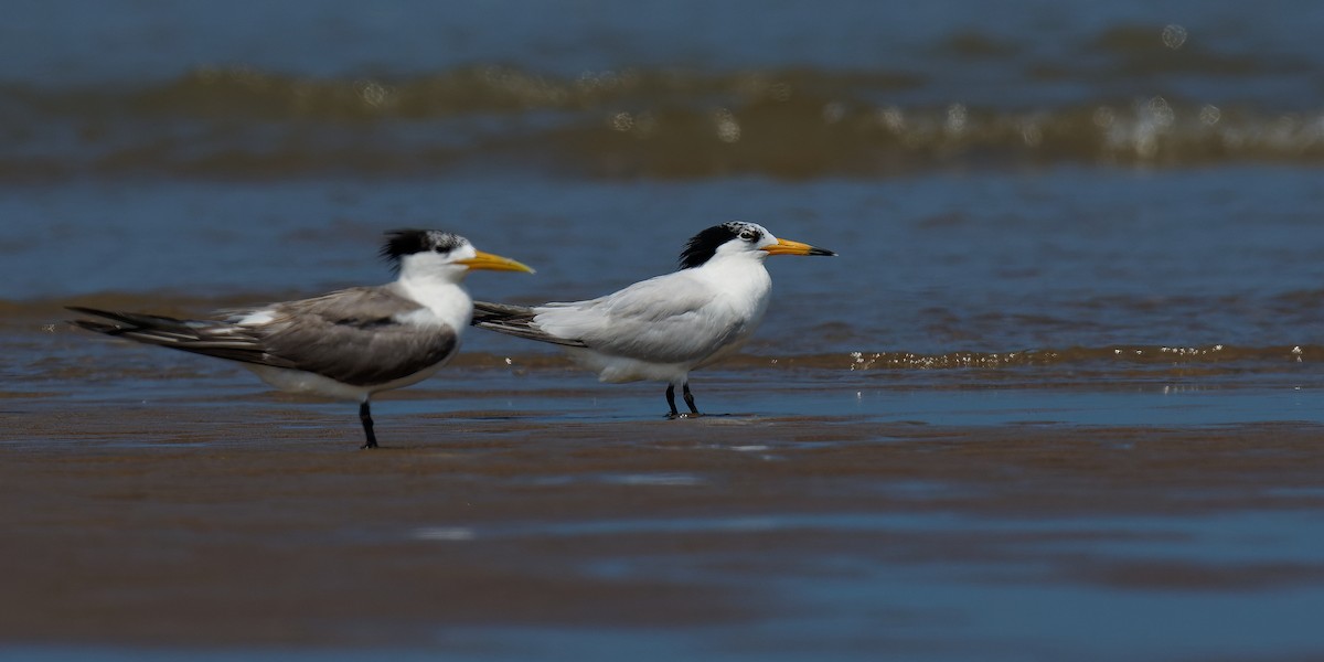 黑嘴端鳳頭燕鷗 - ML636792888