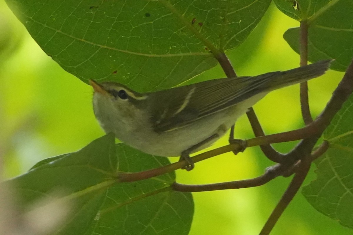 Two-barred Warbler - ML636792940
