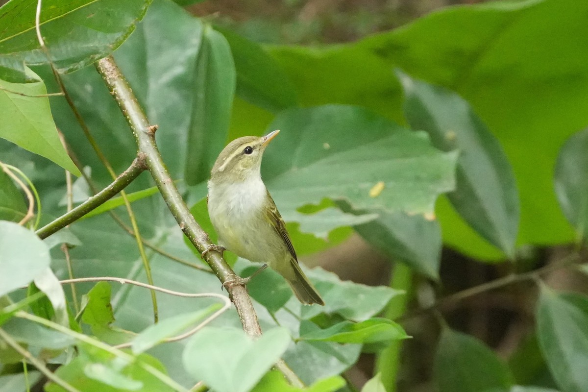 Two-barred Warbler - ML636792941