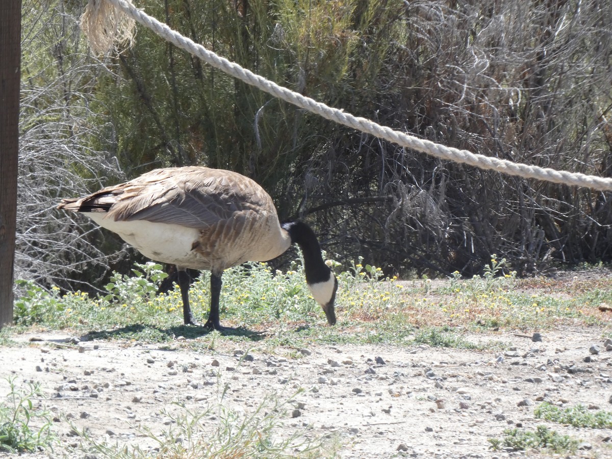 berneška velká - ML636792979