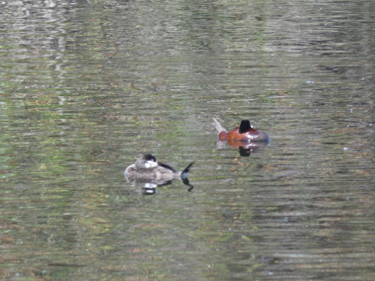 kachnice kaštanová - ML636792991