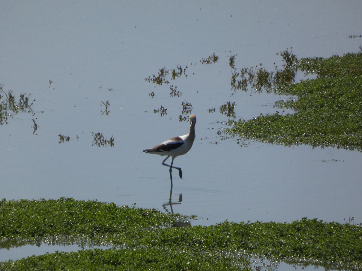 tenkozobec americký - ML636793018