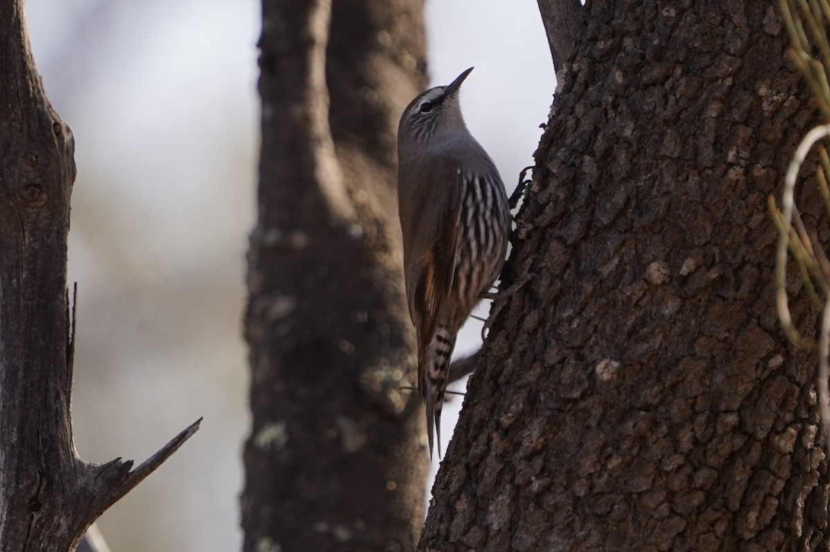 White-browed Treecreeper - ML636793024