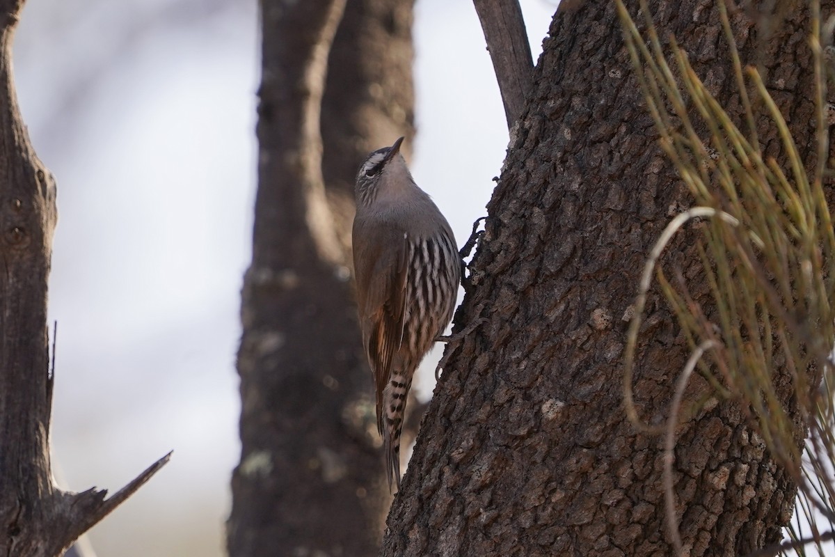 White-browed Treecreeper - ML636793025