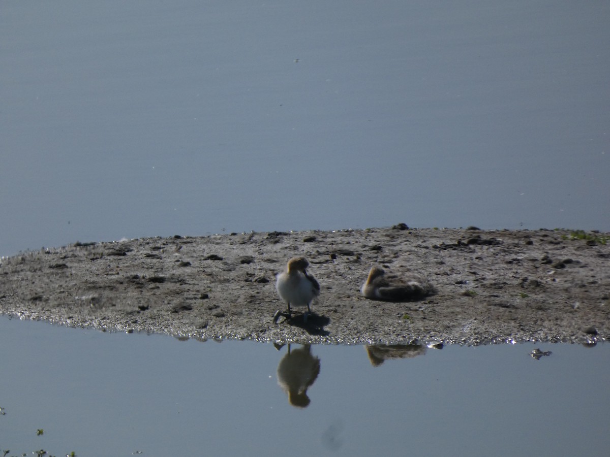 tenkozobec americký - ML636793027