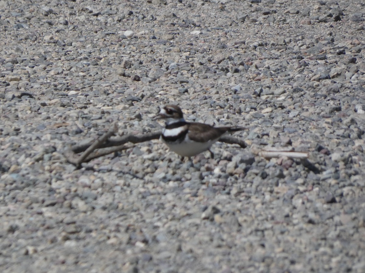 kulík rezavoocasý - ML636793045