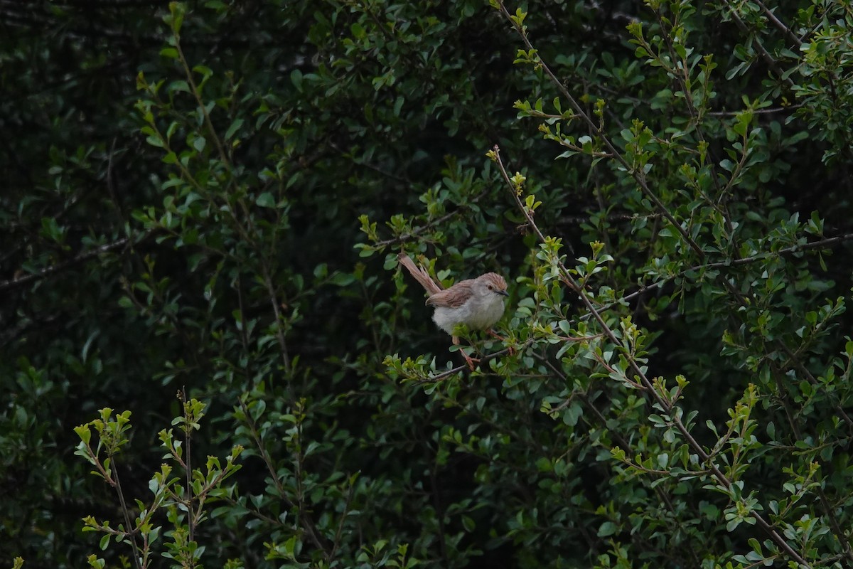 alveprinia - ML636793075