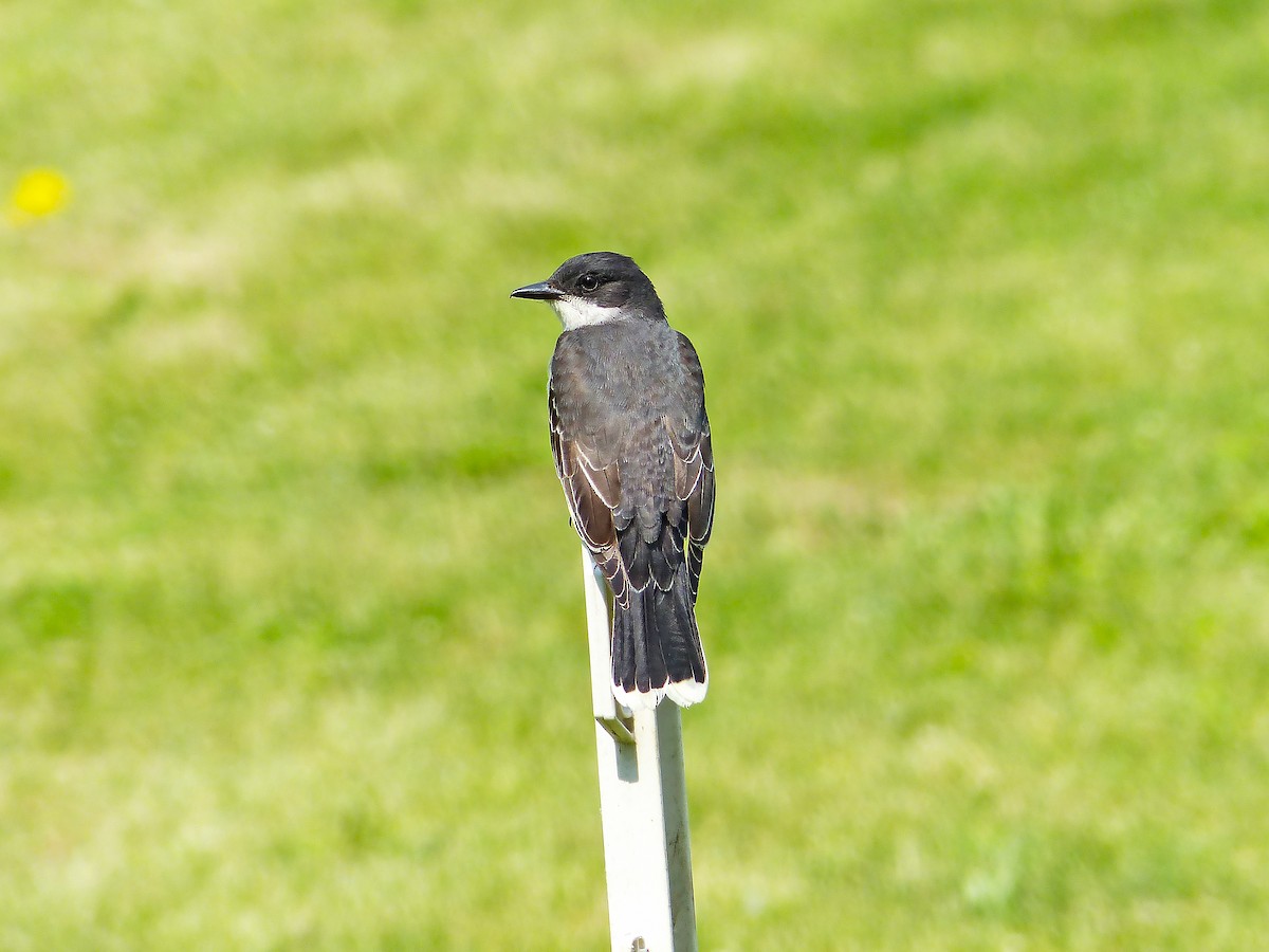 Eastern Kingbird - ML636793091