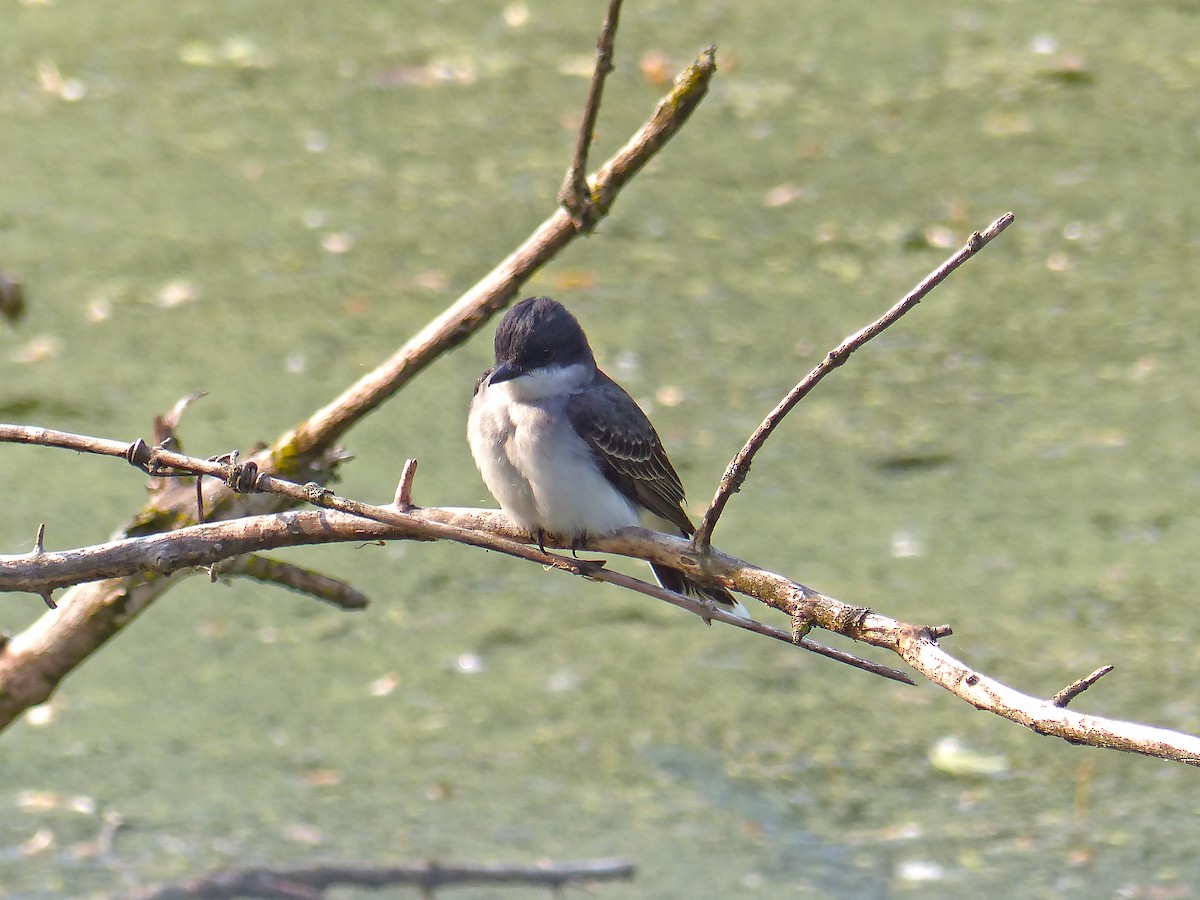 Eastern Kingbird - ML636793092