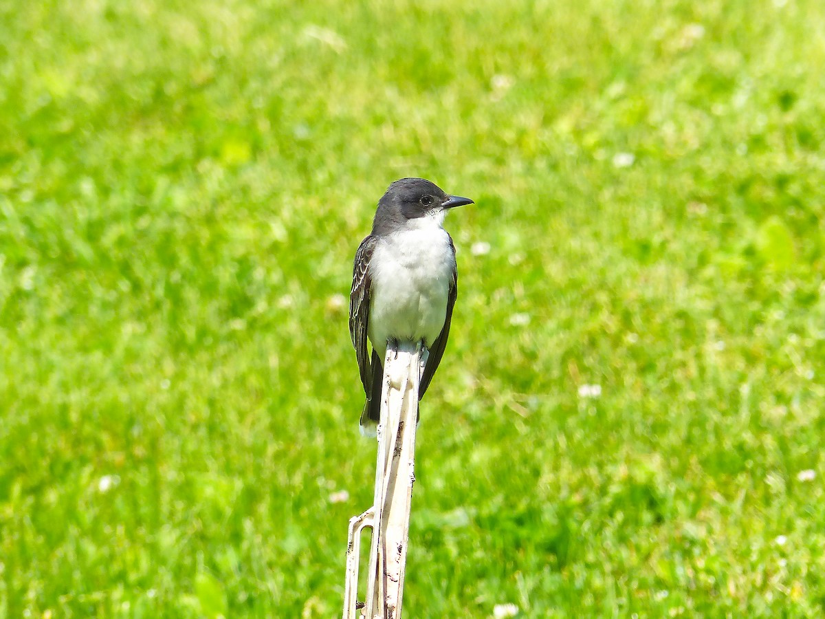 Eastern Kingbird - ML636793094