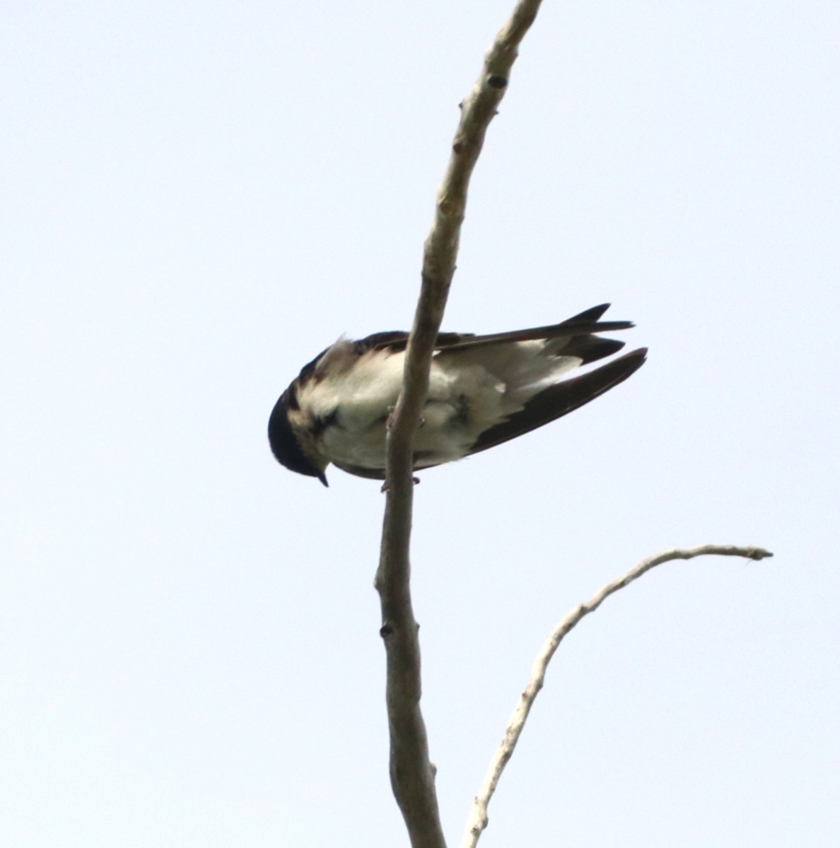Tree Swallow - ML636793111