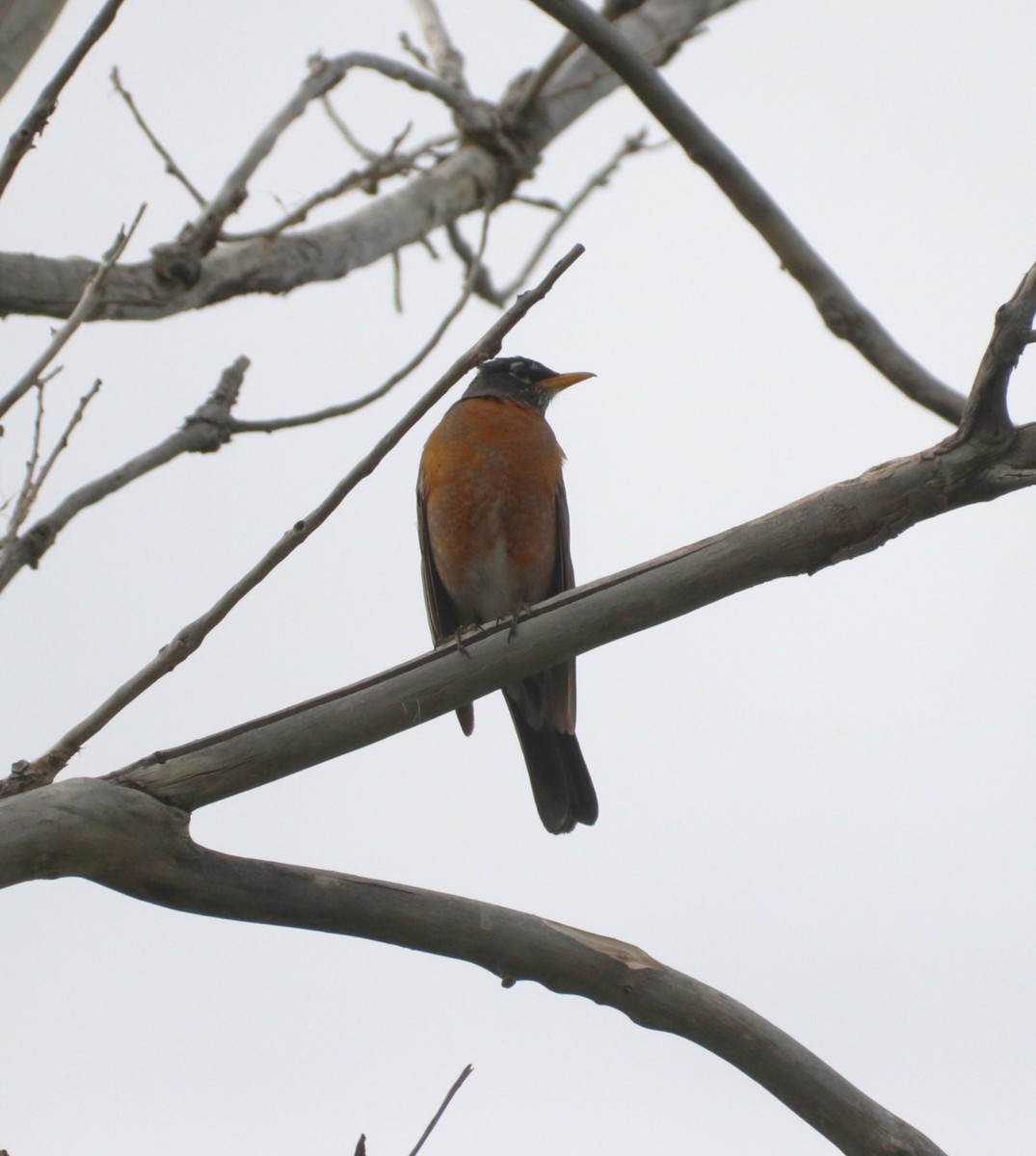 American Robin - ML636793185
