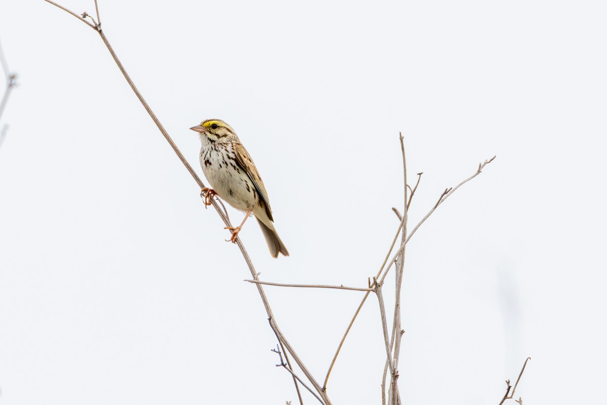 Savannah Sparrow - ML636793186