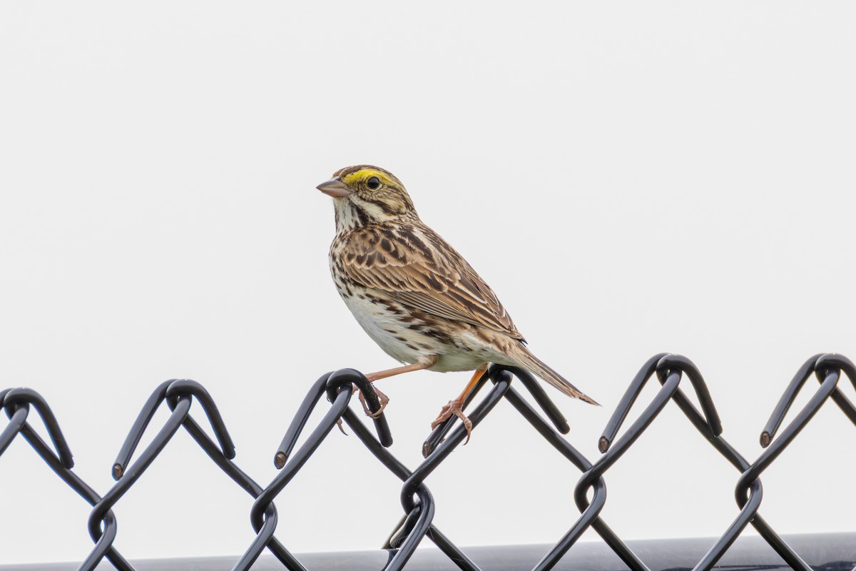Savannah Sparrow - ML636793187
