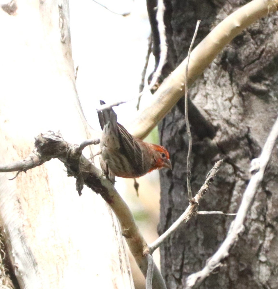 House Finch - ML636793220