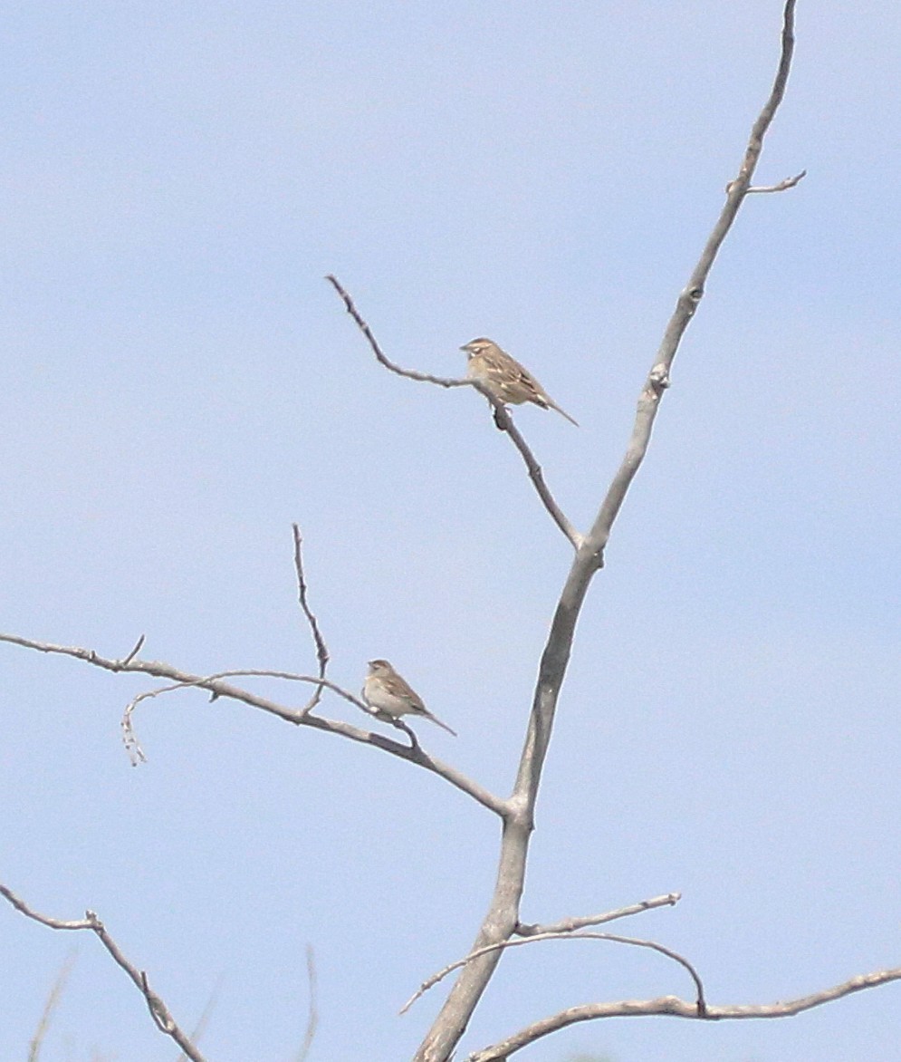 Lark Sparrow - ML636793284
