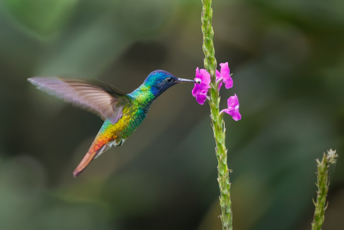 Golden-tailed Sapphire - ML636793304