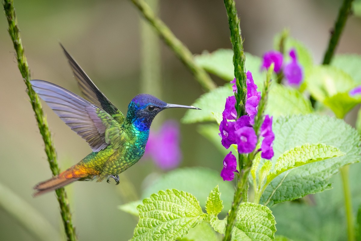 Golden-tailed Sapphire - ML636793305