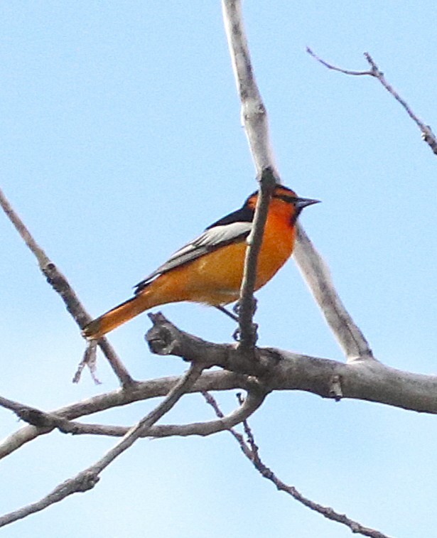 Bullock's Oriole - ML636793369