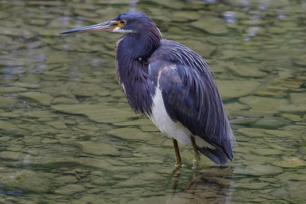 Tricolored Heron - Toby Carlstrom