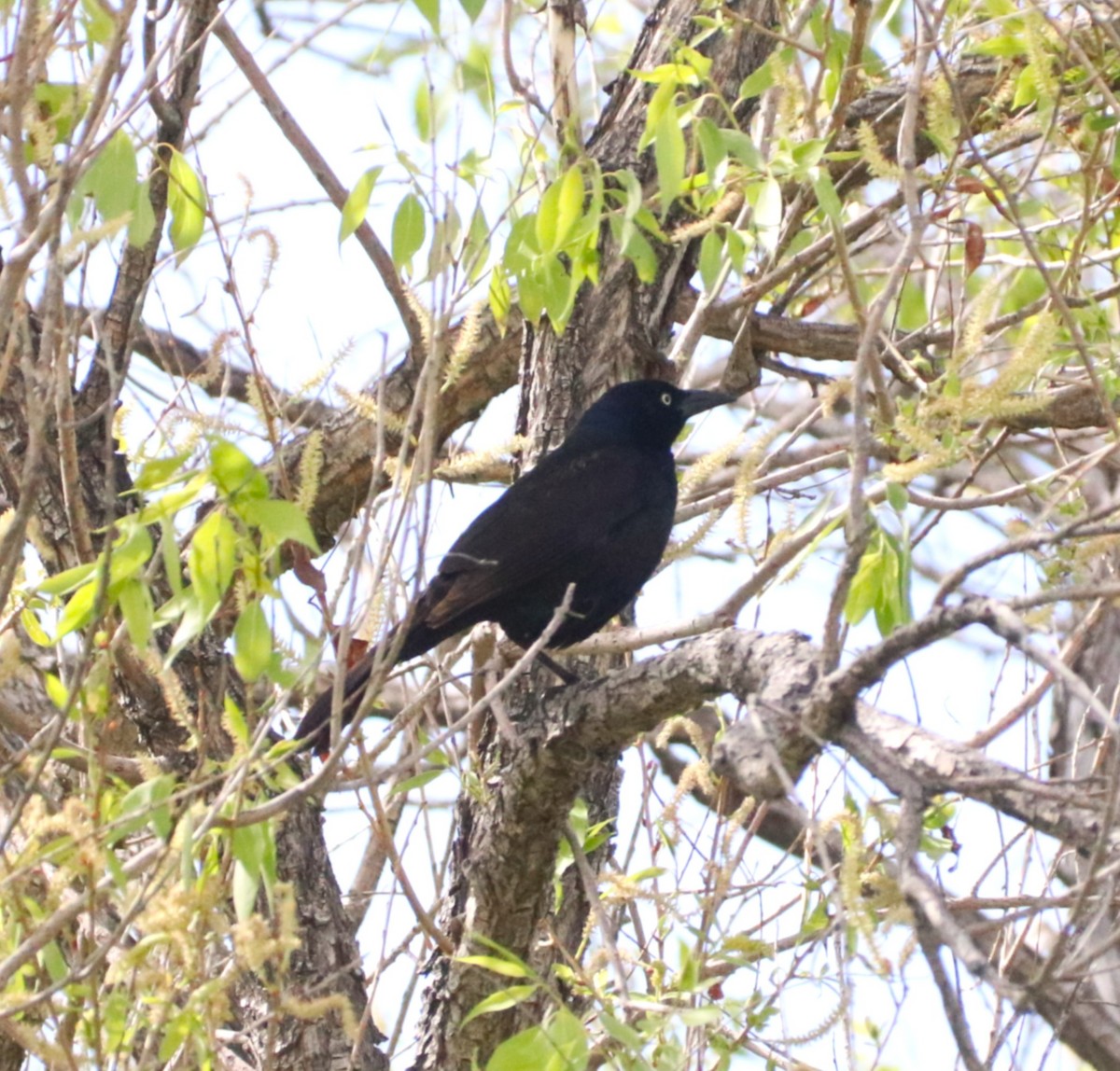 Common Grackle - ML636793430