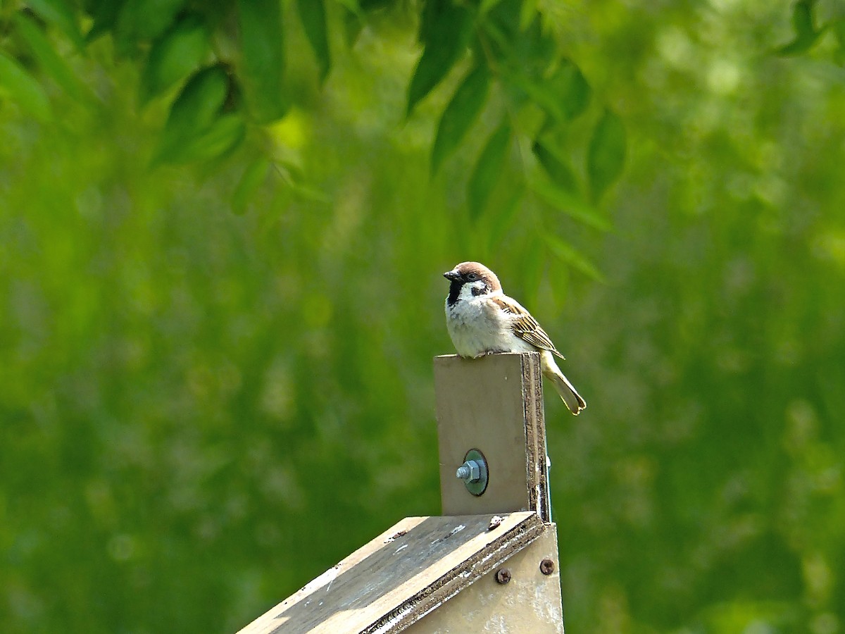 Eurasian Tree Sparrow - ML636793443