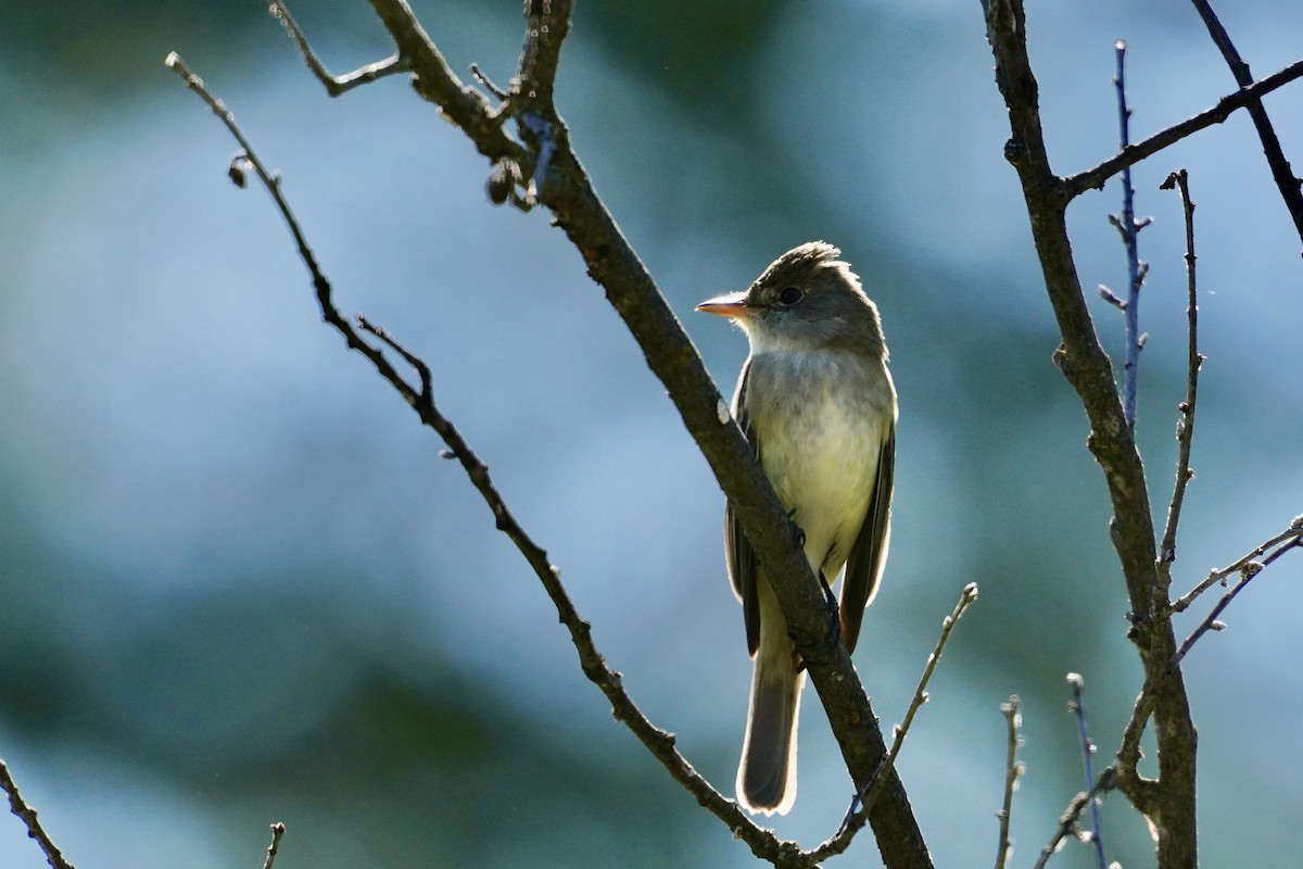 Willow Flycatcher - ML636793463