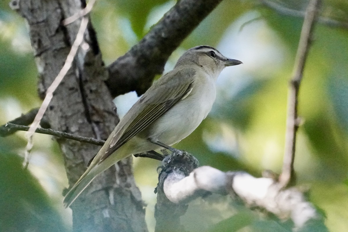 Red-eyed Vireo - ML636793481