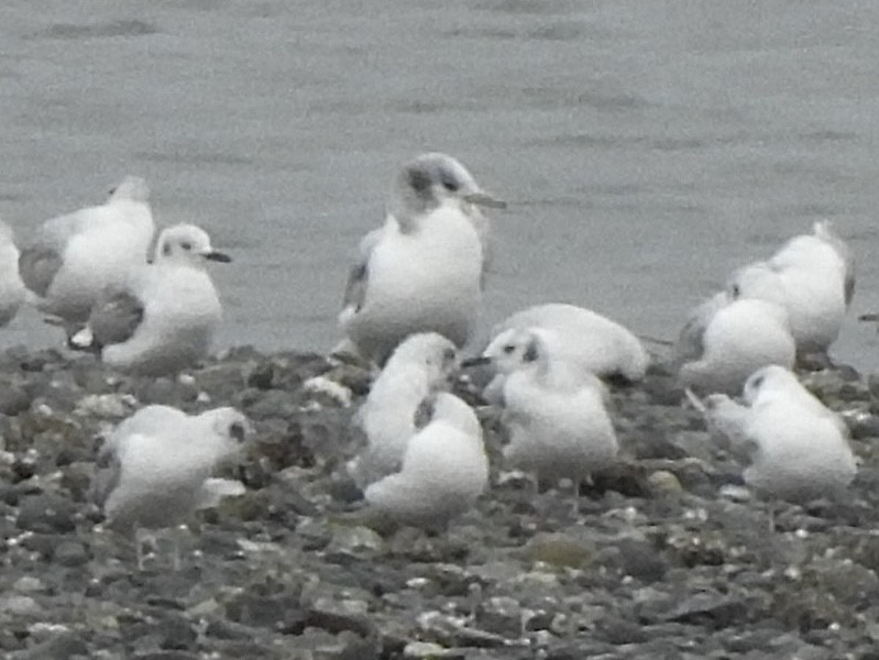 Black-legged Kittiwake - ML636793484