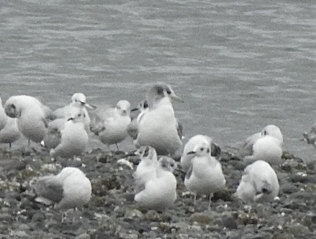 Black-legged Kittiwake - ML636793485