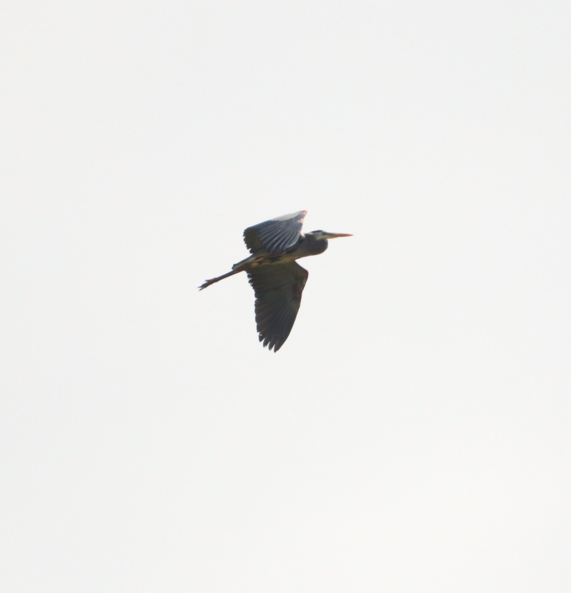 Great Blue Heron - ML636793525