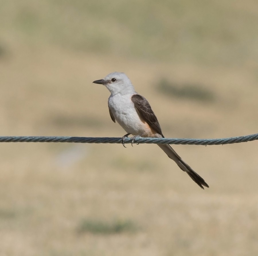 Scissor-tailed Flycatcher - ML63679361