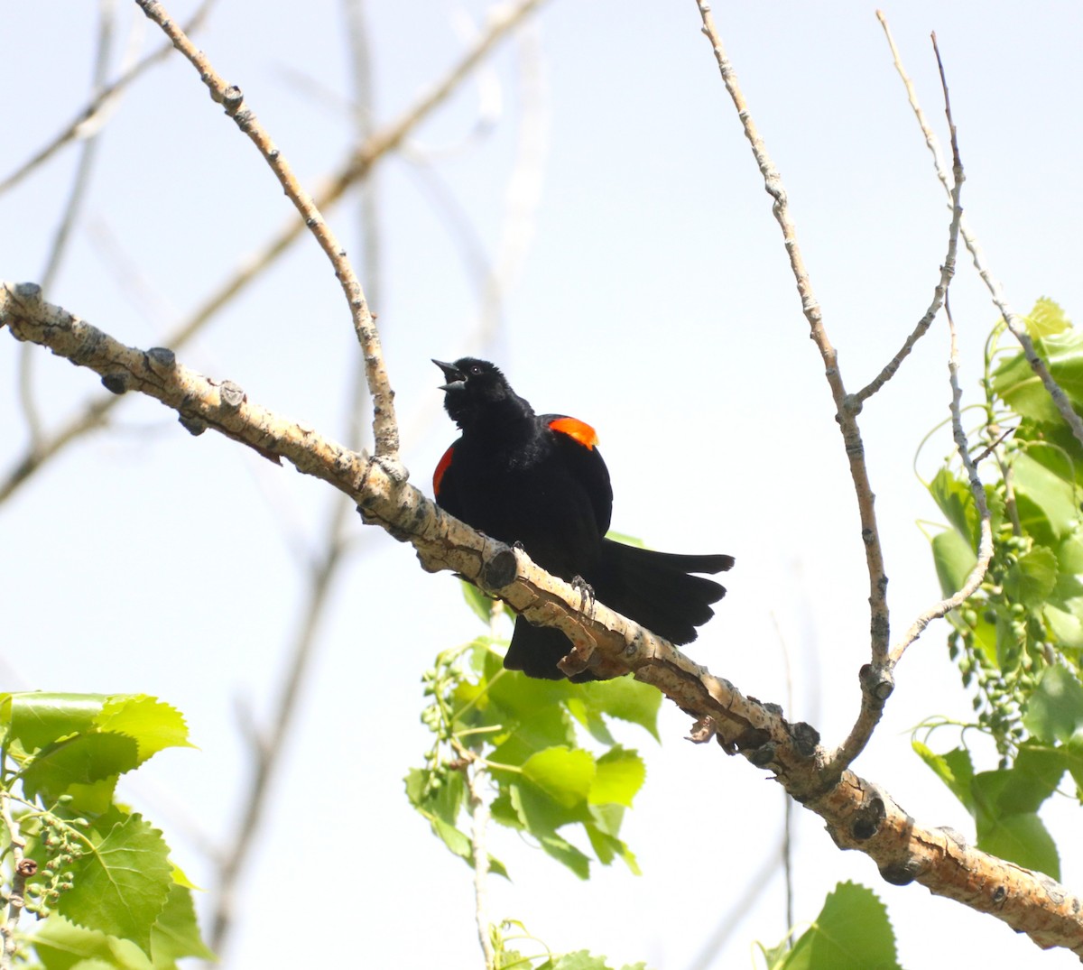Red-winged Blackbird - ML636793614