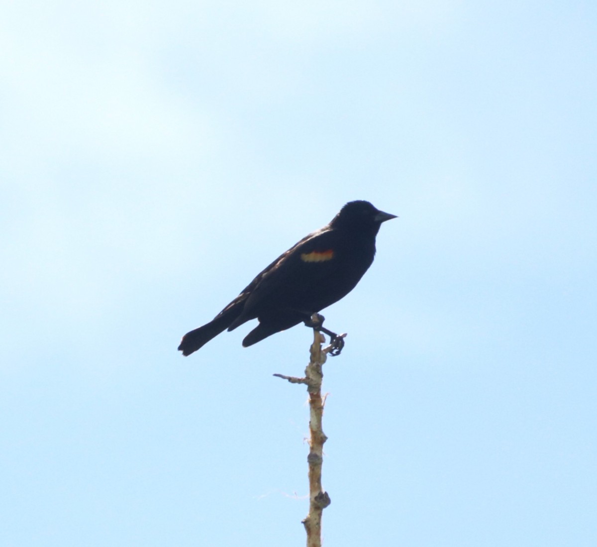 Red-winged Blackbird - ML636793638