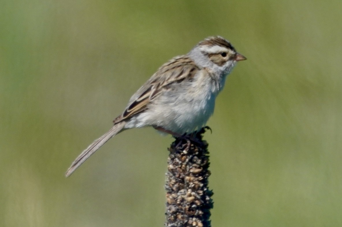 Clay-colored Sparrow - ML636793644