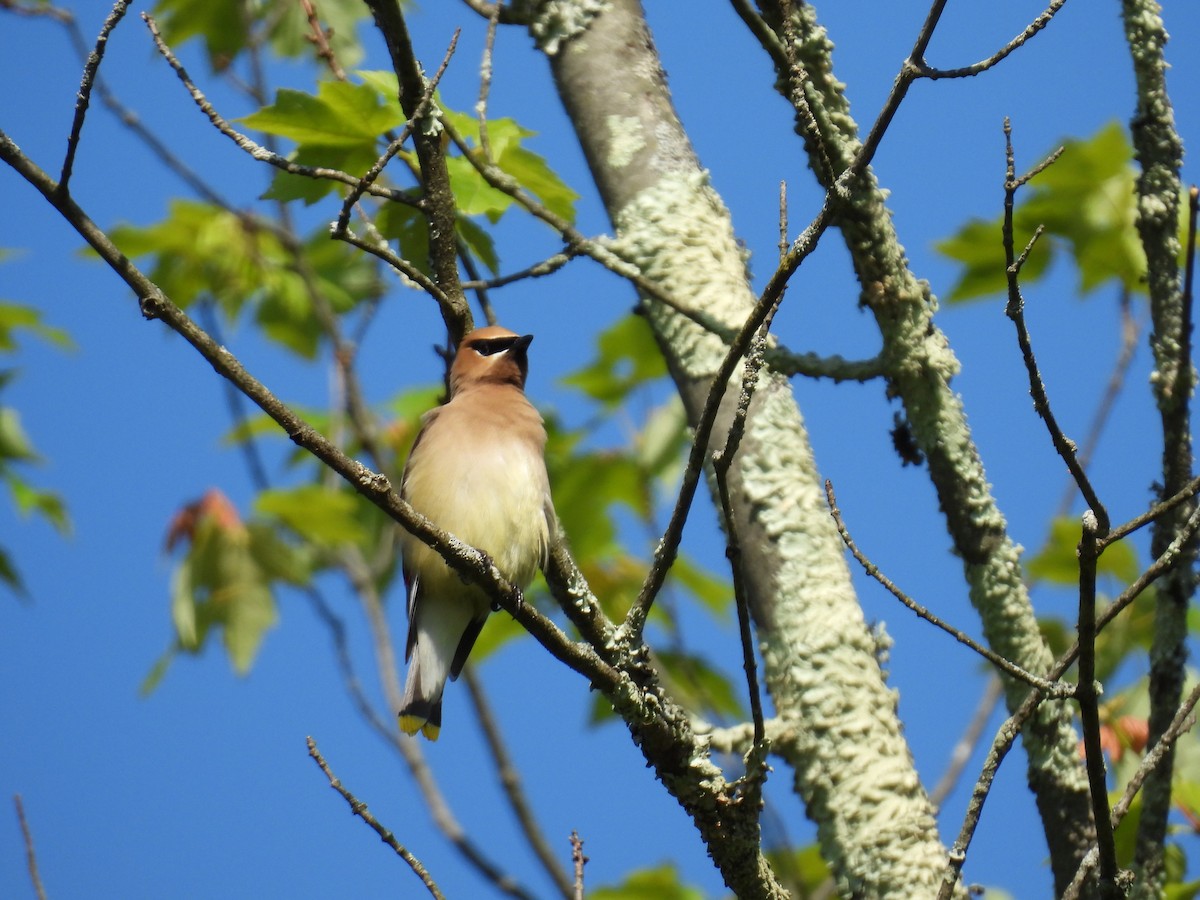 Cedar Waxwing - ML636793740