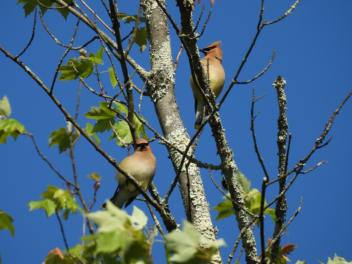 Cedar Waxwing - ML636793745