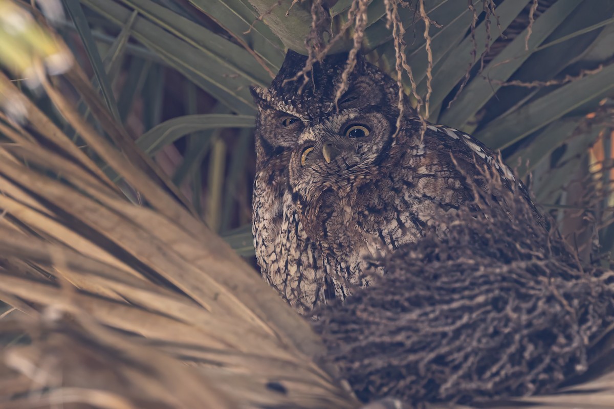 Koepcke's Screech-Owl - ML636793748