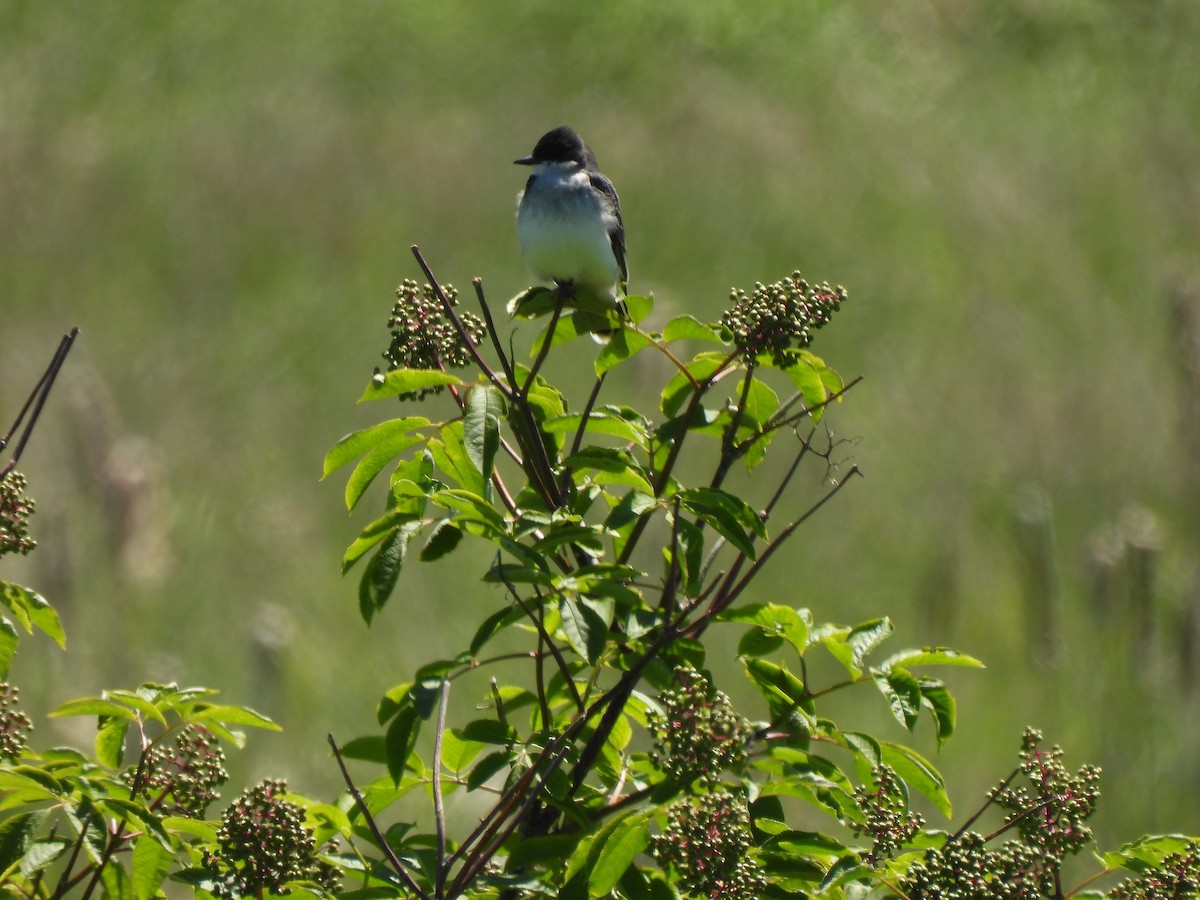 Eastern Kingbird - ML636794007