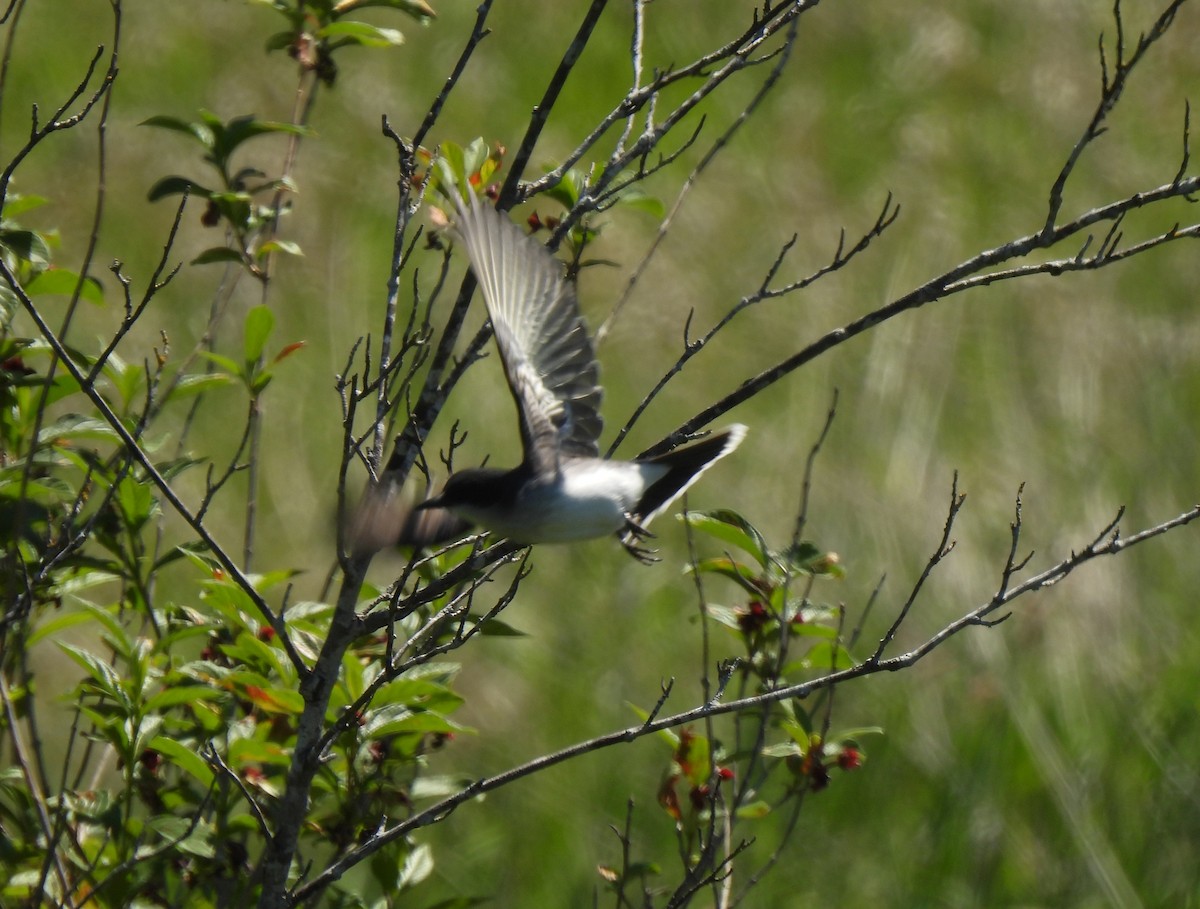 Eastern Kingbird - ML636794047