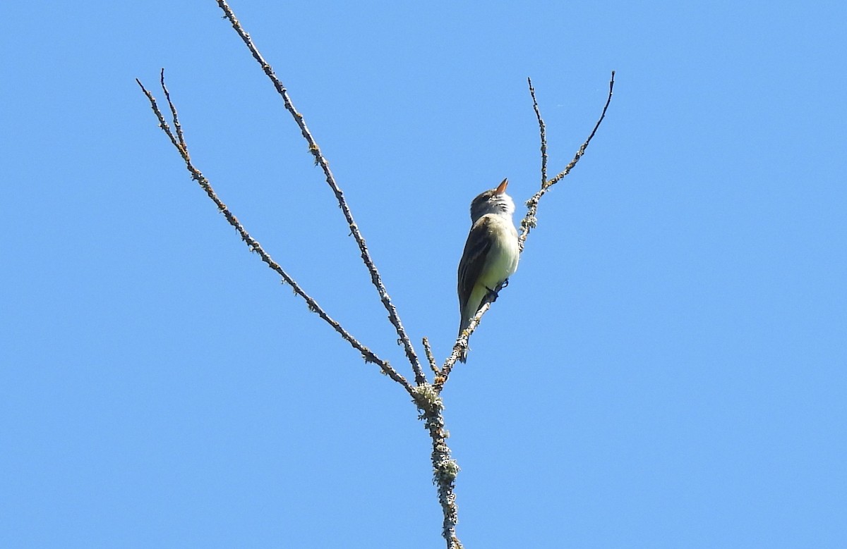 Willow Flycatcher - ML636794075