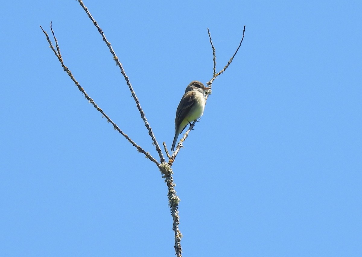 Willow Flycatcher - ML636794139