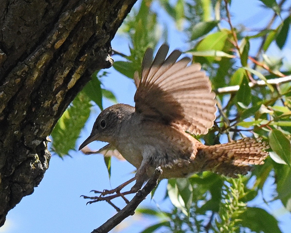 Northern House Wren - ML636794149